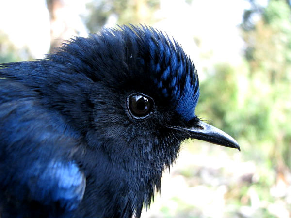 Mt. Victoria Birding Expedition 5 Days